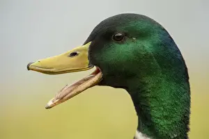 Duck Prints: BIRD. Mallard duck, male, head study, beak open