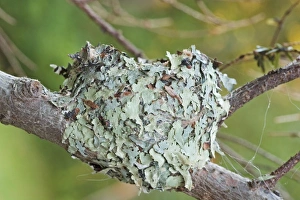 Images Dated 15th September 2008: Bird Nest - Ruby-throated Hummingbird nest. Maine in July. USA