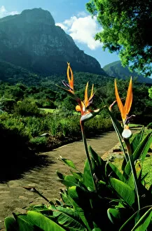 South Africa Collection: Bird of Paradise Flower Table Moutain, South Africa