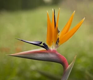 Banana Gallery: Bird of Paradise / Natal Wild Banana - Flower