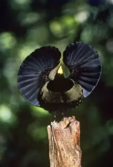 Victorias Prints: Bird of Paradise - Victoria Riflebird