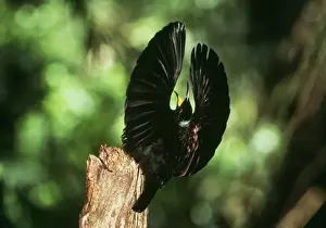 Bird of Paradise / Victorial Riflebird - male, side on display of 110˚