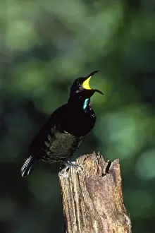 Victorias Prints: Bird of Paradise - Victoria's Rifelbird - male calling North Queensland, Australia