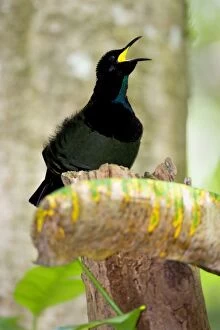 Images Dated 1st September 2008: Bird of Paradise - Victoria's Riflebird - adult male calls out in the hopes to attract females