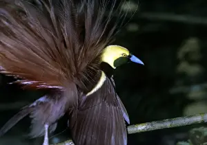 Bird of Pardise