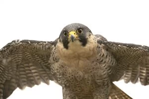 Images Dated 1st August 2014: BIRD Peregrine Falcon