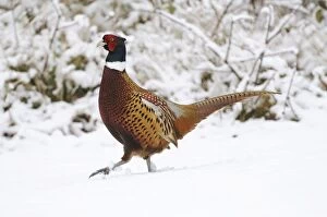 Images Dated 2nd January 2009: BIRD - Pheasant in snow - Male