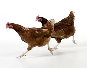 Images Dated 12th November 2012: Bird - Poultry Chickens running