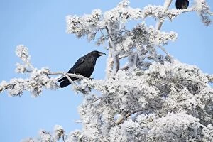 BIRD. Raven in frosty tree
