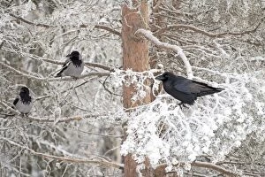 Crow Gallery: BIRD. Raven in frosty tree with Hooded Crows