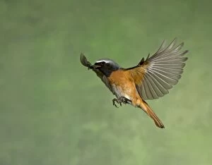 BIRD Redstart ( Male ) in flight