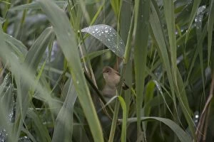 Acrocephalus Gallery: BIRD Reed Warbler in reeds with rain drops