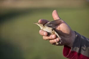 Acrocephalus Scirpaceus Gallery: Bird Ringing man releasing a Reed Warbler