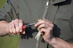 Bird Ringing man ringing a Reed Warbler