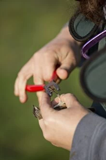 Bird Ringing man ringing a Sedge Warbler