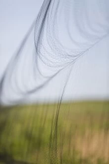 Acrocephalus Scirpaceus Gallery: Bird Ringing mist net