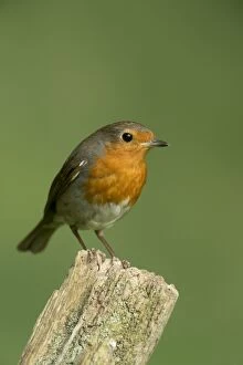 Images Dated 6th June 2014: BIRD Robin