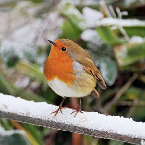 Images Dated 22nd November 2009: BIRD. Robin