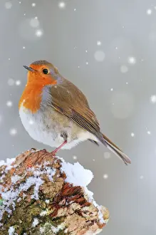 Robins Prints: BIRD. Robin Digital Manipulation: falling snow