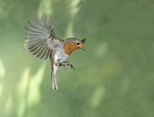 BIRD. Robin in flight
