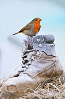 Frost Collection: Bird. Robin on frosty boot