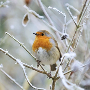 Images Dated 10th December 2008: Bird - Robin in frosty setting