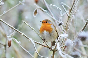 Garden Birds Collection: Bird - Robin in frosty setting