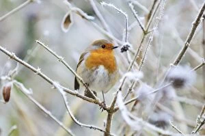 Images Dated 10th December 2008: Bird - Robin in frosty setting
