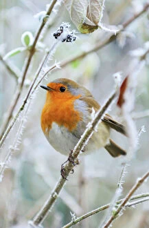 Frost Collection: Bird - Robin in frosty setting