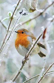 Frost Collection: Bird - Robin in frosty setting
