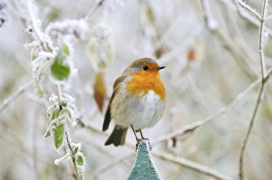 Images Dated 10th December 2008: Bird - Robin in frosty setting