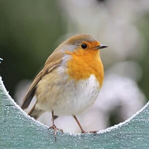 Images Dated 10th December 2008: Bird - Robin in frosty setting