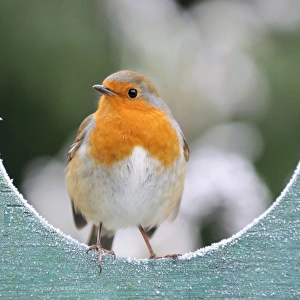 Images Dated 10th December 2008: Bird - Robin in frosty setting