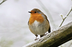 Images Dated 10th December 2008: Bird - Robin in frosty setting