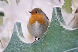 Images Dated 10th December 2008: Bird - Robin in frosty setting