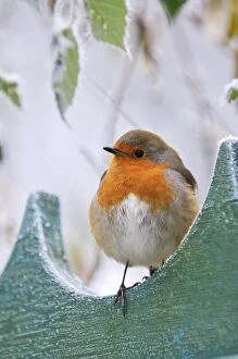 Bird robin frosty setting