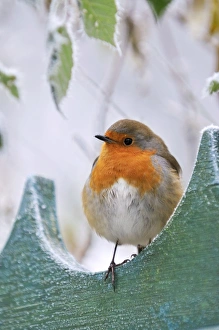 Images Dated 10th December 2008: Bird - Robin in frosty setting