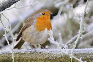 Images Dated 10th December 2008: Bird - Robin in frosty setting