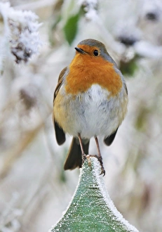 Robin - on Fence