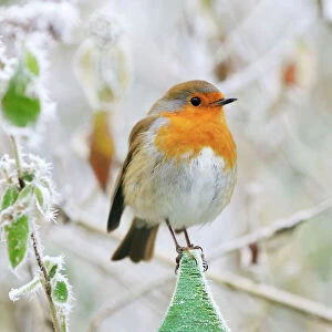 Frost Collection: Bird - Robin in frosty setting