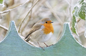 Images Dated 10th December 2008: Bird - Robin in frosty setting