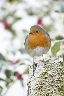 Images Dated 30th December 2014: BIRD. Robin in frosty setting