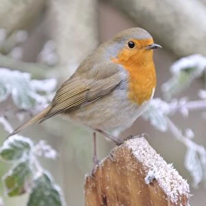 Images Dated 10th December 2008: Bird - Robin in frosty setting Digital Manipulation: added frost to background posts