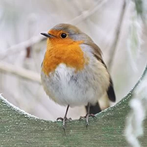 Images Dated 10th December 2008: Bird - Robin in frosty setting Digital Manipulation: changed colour of wood