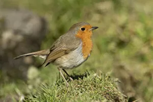 Images Dated 17th July 2020: BIRD. Robin, on the ground, side view