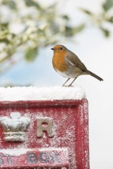 BIRD. Robin sitting on an old red postbox in winter snow