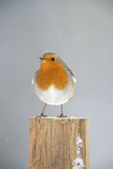 Images Dated 18th January 2013: BIRD - Robin in snow