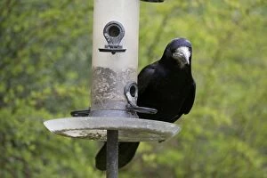 Corvids Gallery: BIRD Rook on garden feeder