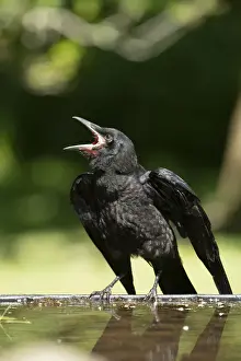 Jd 170720 Prints: BIRD. Rook, juvenile, fledgling, begging for food, beak open wings out