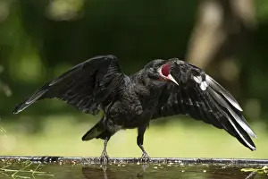 BIRD. Rook, juvenile, fledgling, begging for food, beak open wings out